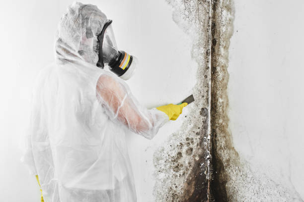 Best Mold Removal Near Me  in Amery, WI