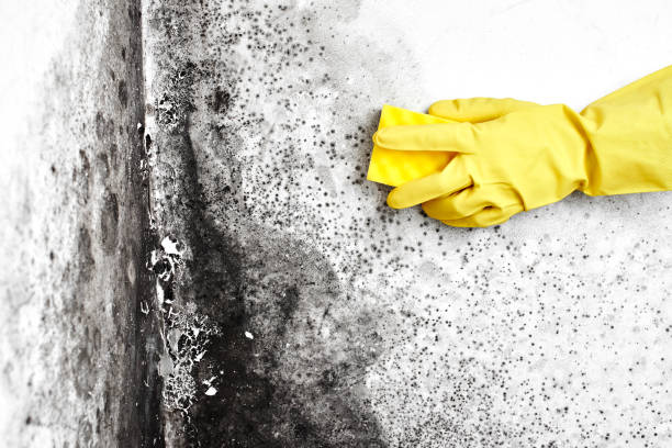 Best Attic Mold Removal  in Amery, WI