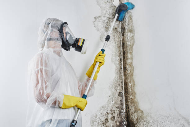 Best Certified Mold Removal  in Amery, WI