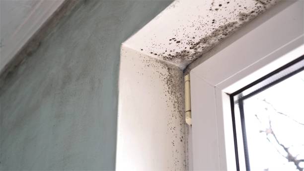 Best Affordable Mold Removal  in Amery, WI