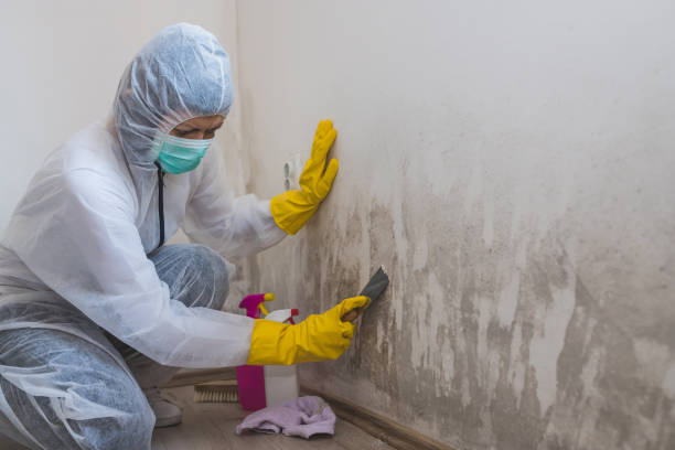 Best Emergency Mold Removal  in Amery, WI