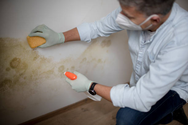 Best Fast Mold Removal  in Amery, WI