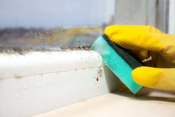 Best Office Mold Removal Services  in Amery, WI