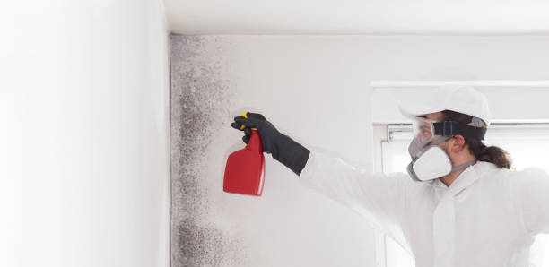 Best Same-Day Mold Removal  in Amery, WI