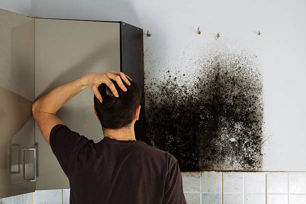 Best Mold Testing  in Amery, WI