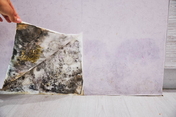 Best Mold Remediation  in Amery, WI